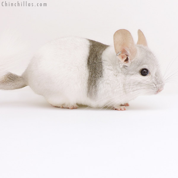 17102 Extreme Beige & White Mosaic (  Royal Persian Angora Carrier ) Male Chinchilla