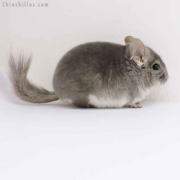 17103 Violet (  Royal Persian Angora Carrier ) Male Chinchilla