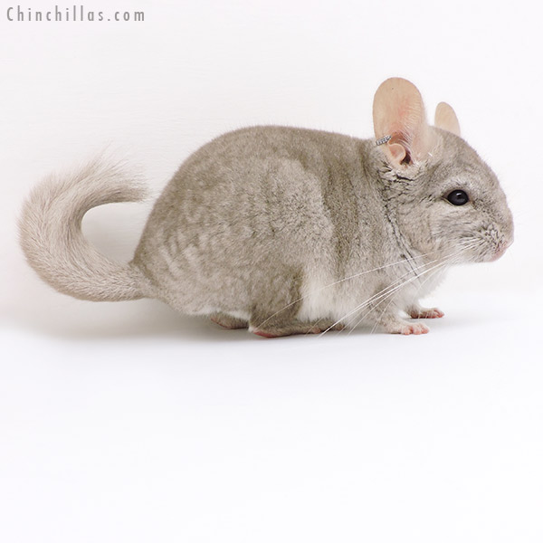 17104 Beige (  Royal Persian Angora Carrier ) Male Chinchilla