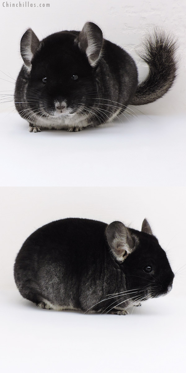 17105 Large Blocky Show Quality Black Velvet Male Chinchilla