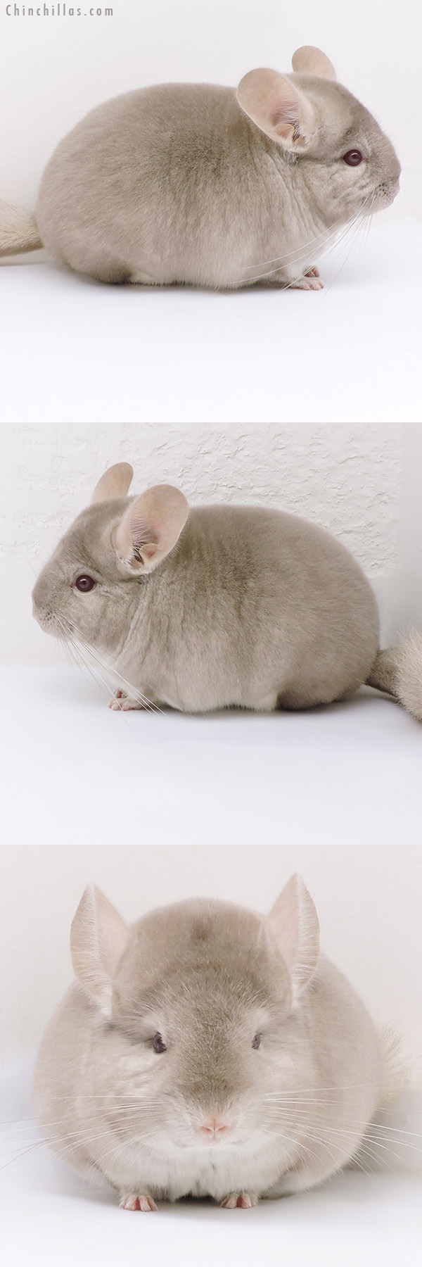 17108 Blocky Show Quality Homo Beige Female Chinchilla