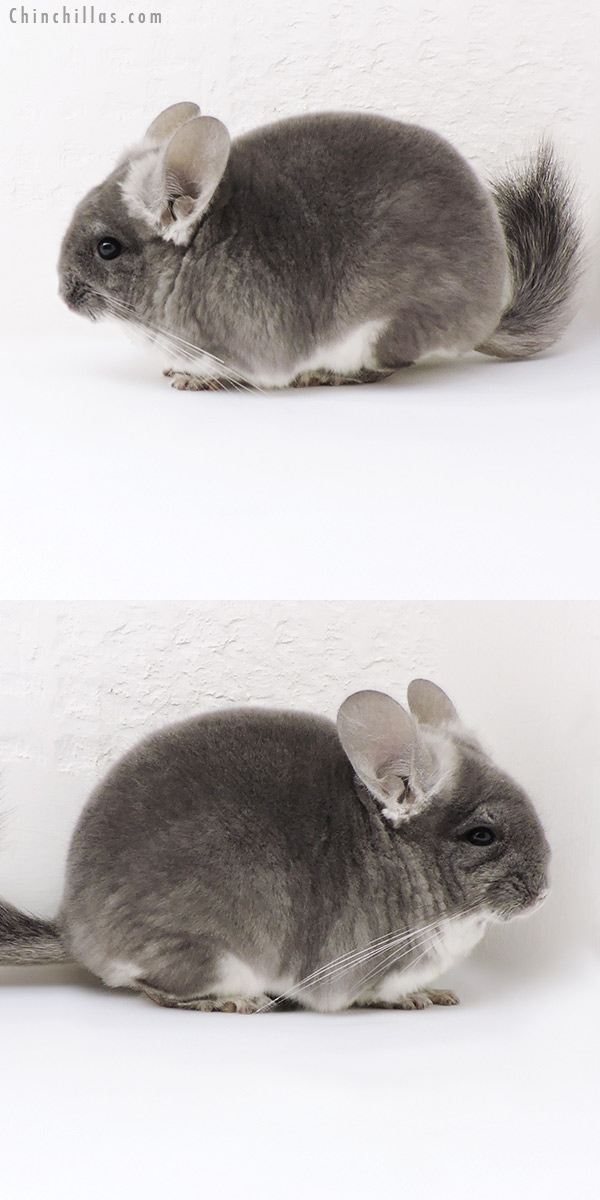 17110 Show Quality TOV Violet Female Chinchilla