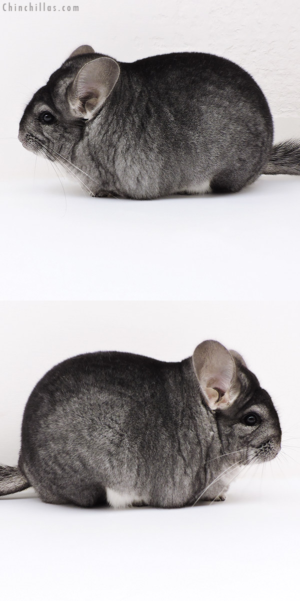 17114 Extra Large Blocky Premium Production Quality Standard Female Chinchilla