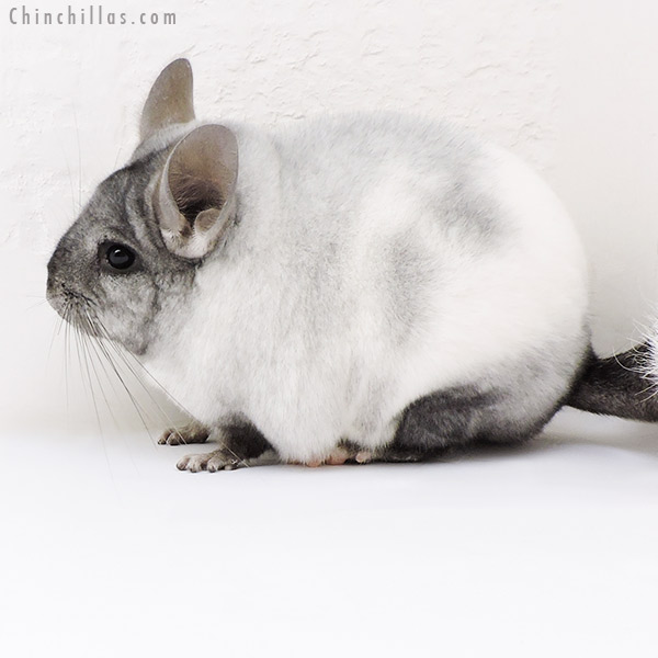Chinchilla or related item offered for sale or export on Chinchillas.com - 17109 Blocky Show Quality Ebony & White Mosaic Female Chinchilla