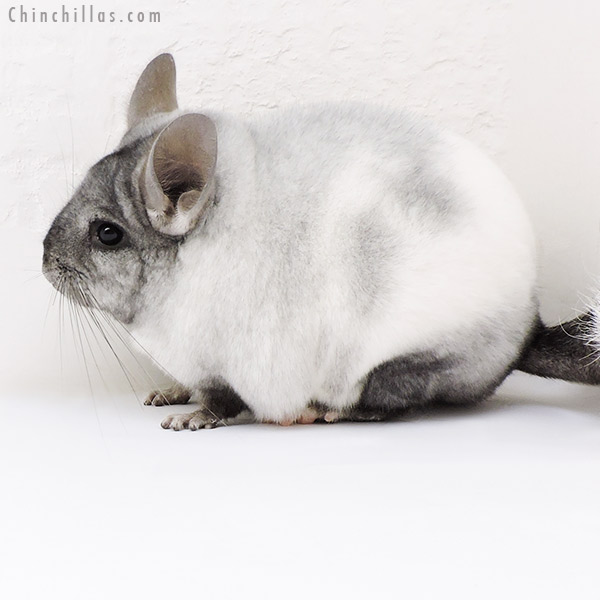 17109 Blocky Show Quality Ebony & White Mosaic Female Chinchilla