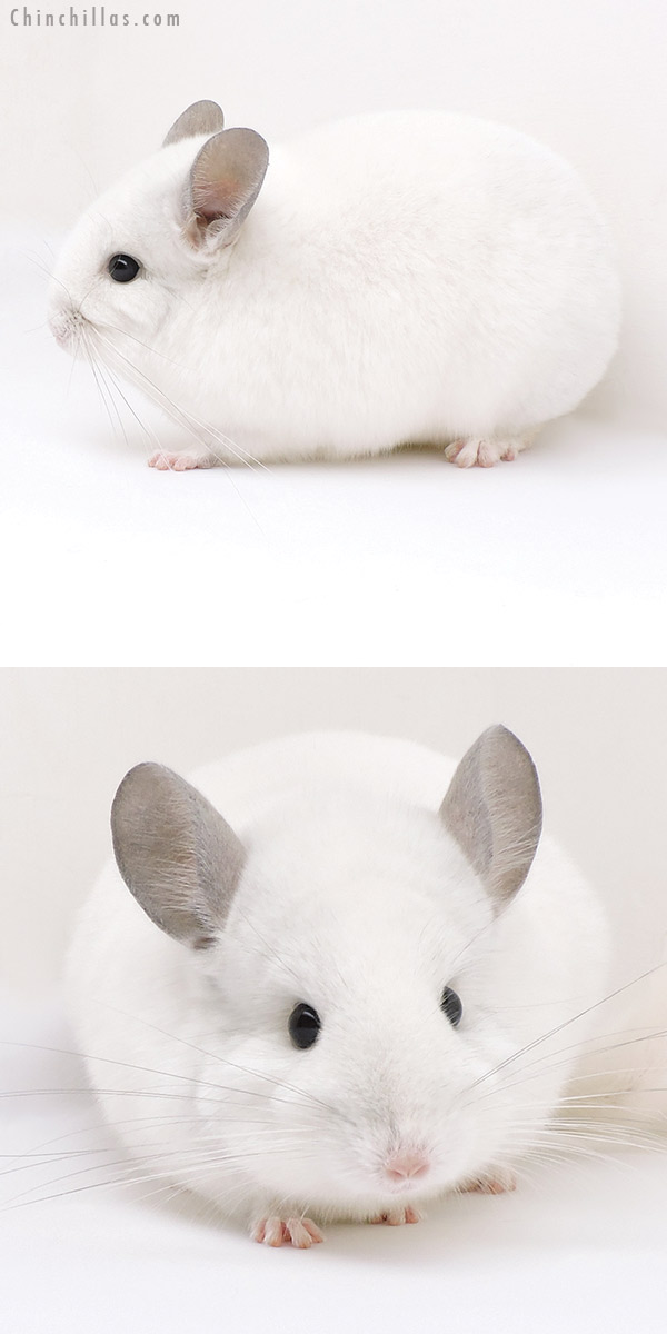 17112 Show Quality Violet & Predominantly White Female Chinchilla