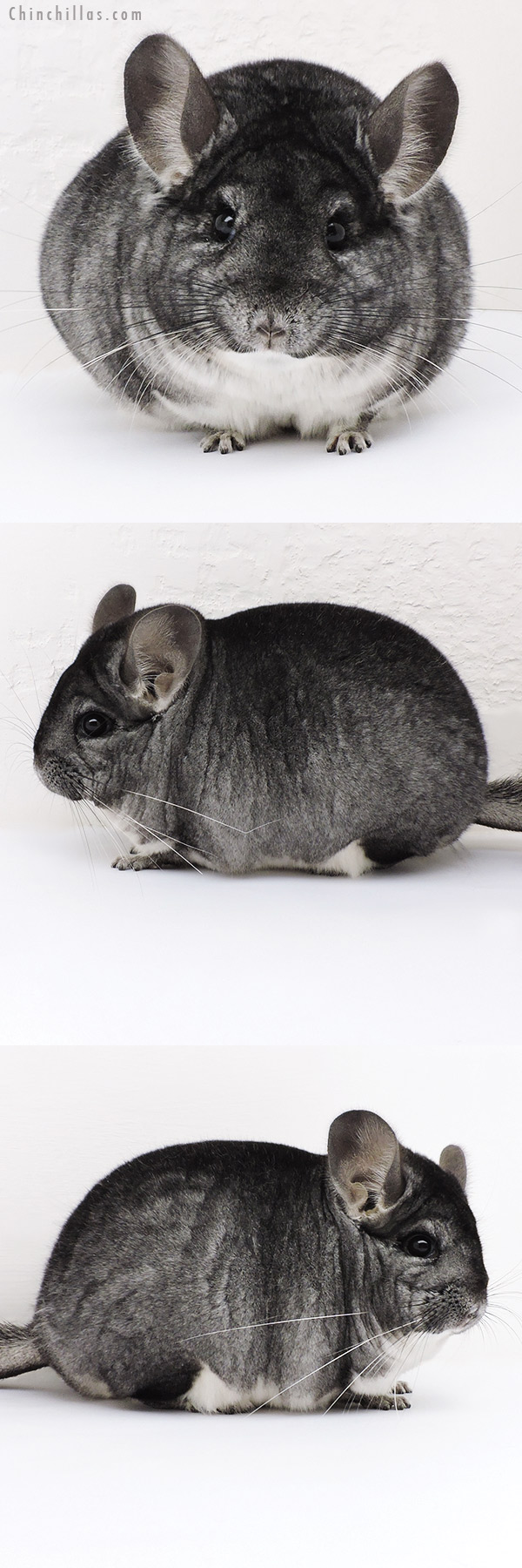 17113 Large Blocky Premium Production Quality Standard Female Chinchilla