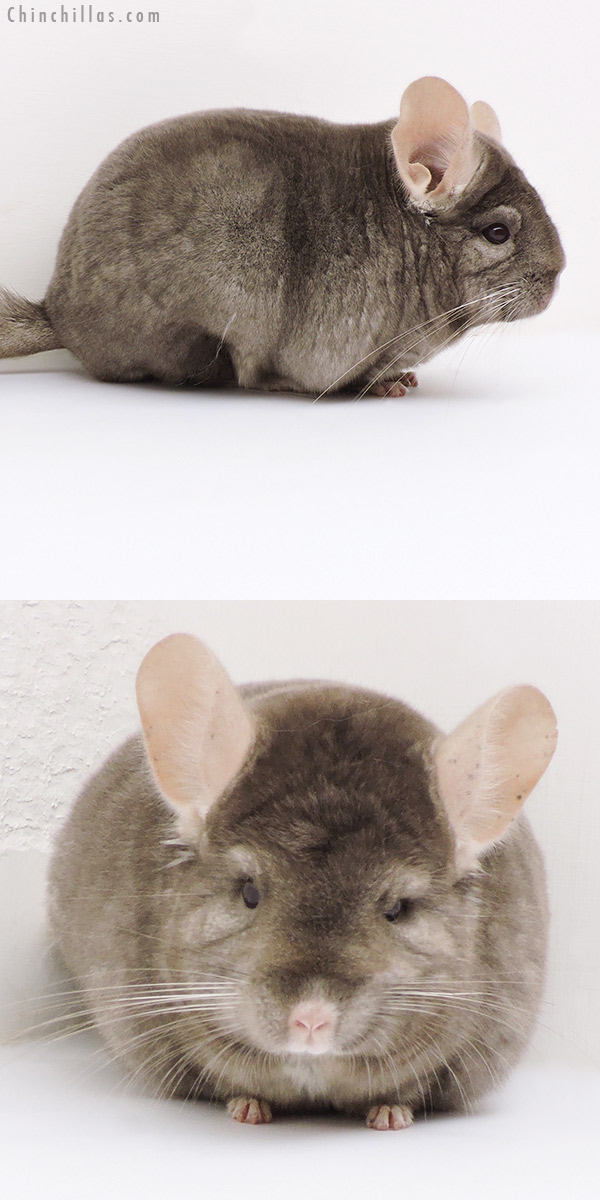 17115 Large Blocky Premium Production Quality Tan Female Chinchilla