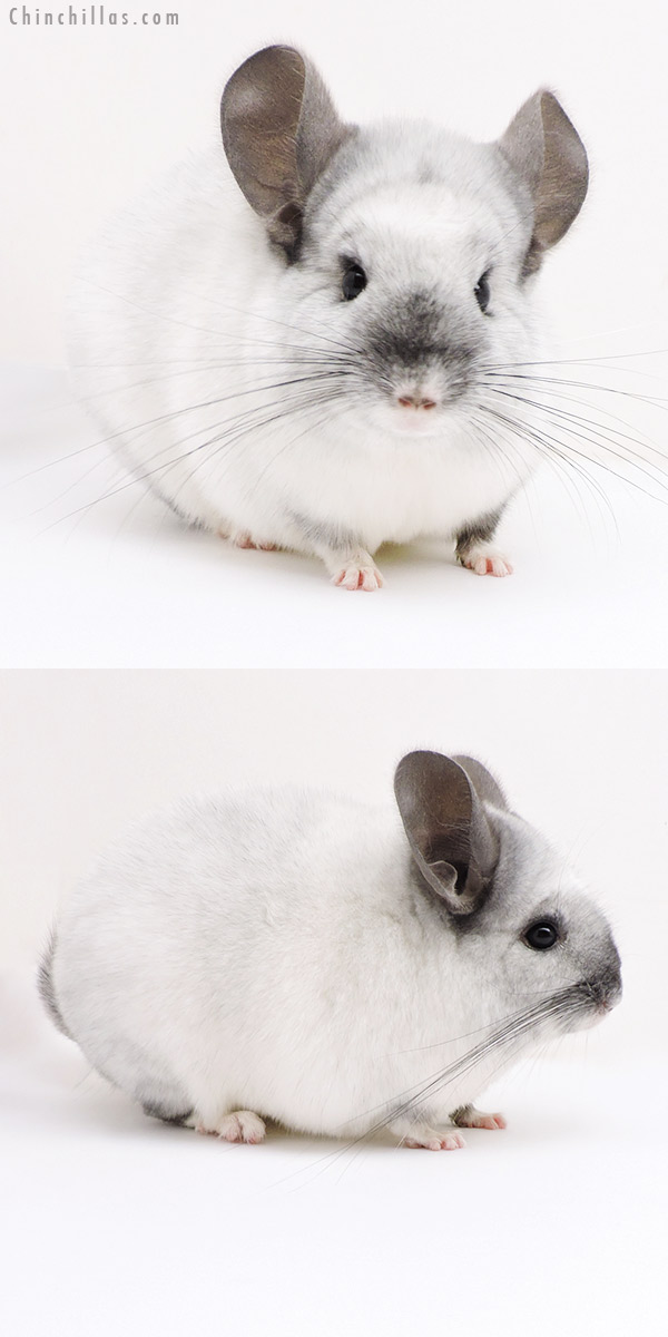 17116 Show Quality Ebony & White Mosaic Female Chinchilla