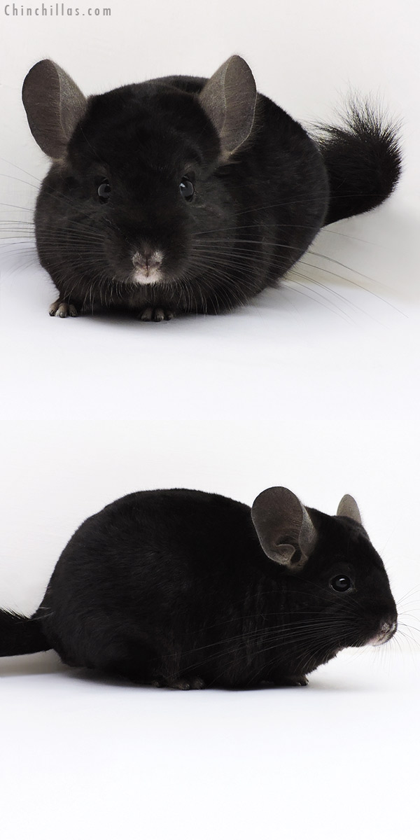 17044 Ebony ( Locken Carrier ) Male Chinchilla