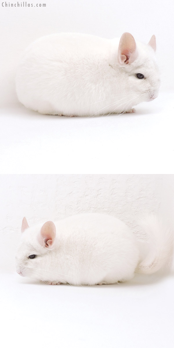 17117 Show Quality Pink White Female Chinchilla