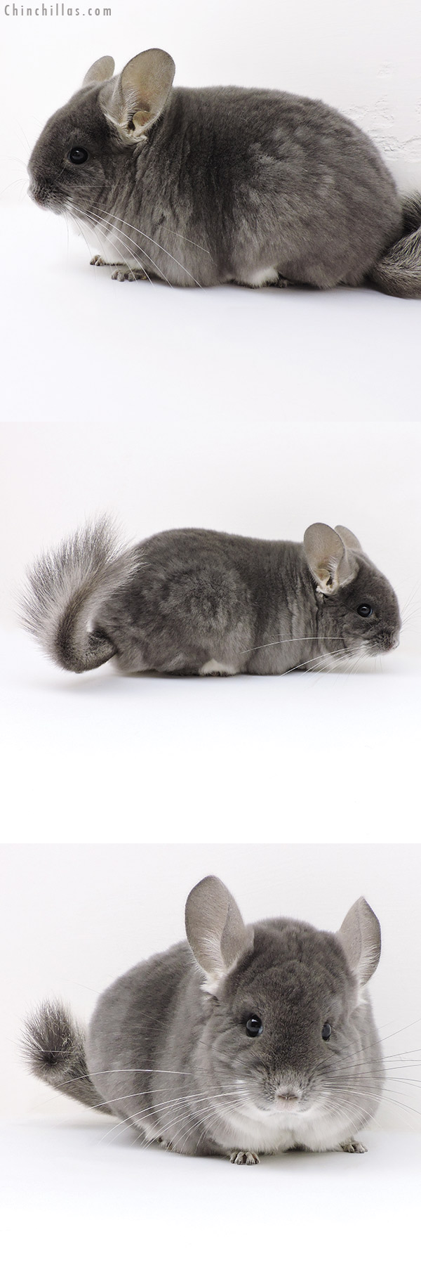 17119 Large Show Quality TOV Violet Female Chinchilla