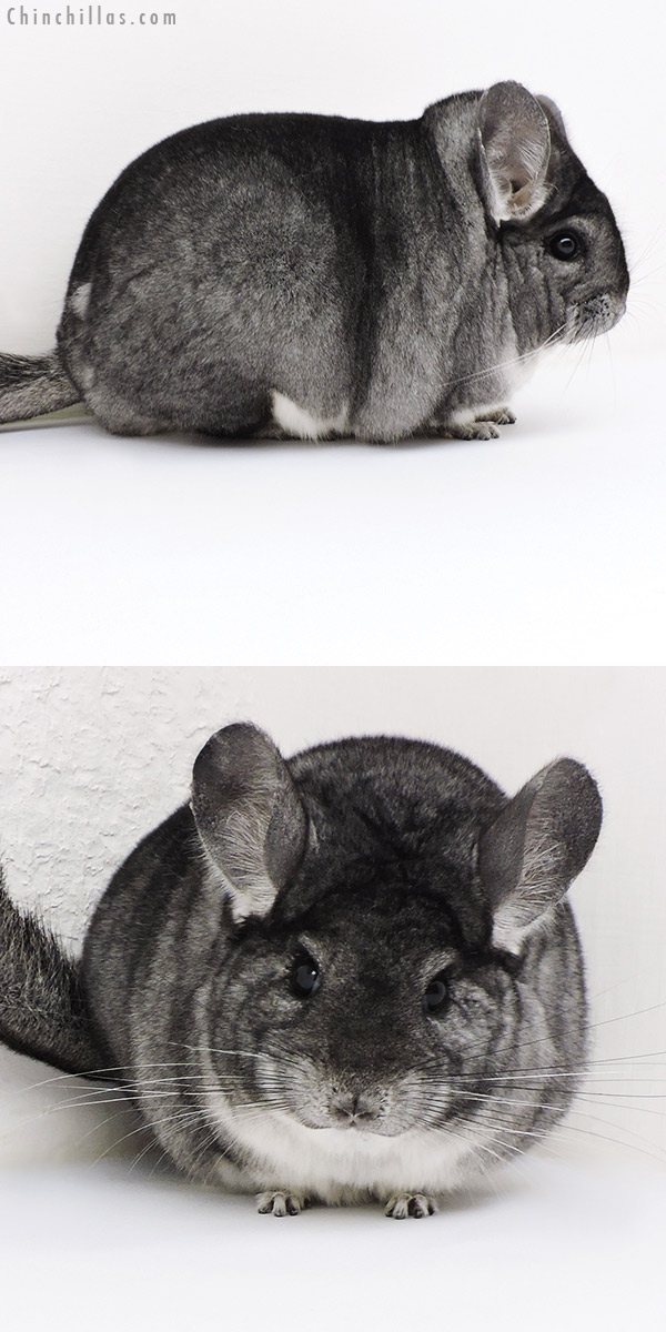 17120 Large Blocky Premium Production Quality Standard Female Chinchilla