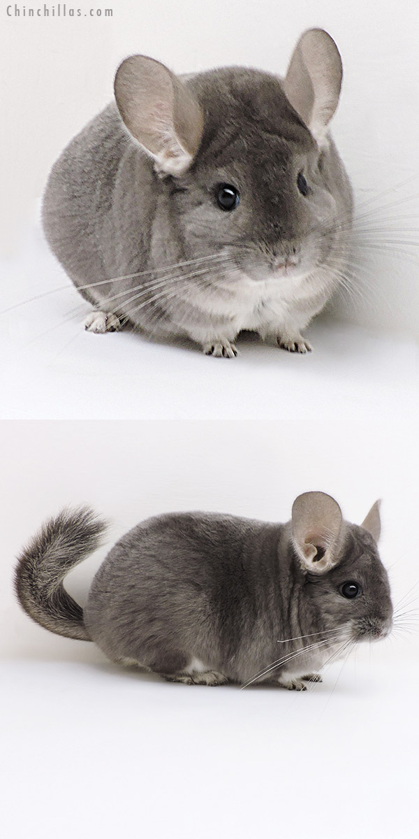 17118 Show Quality Violet Female Chinchilla