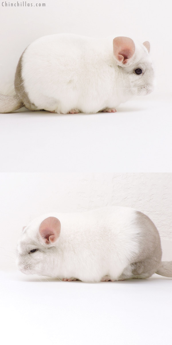 17121 Large Blocky Premium Production Quality Extreme Beige & White Mosaic Female Chinchilla