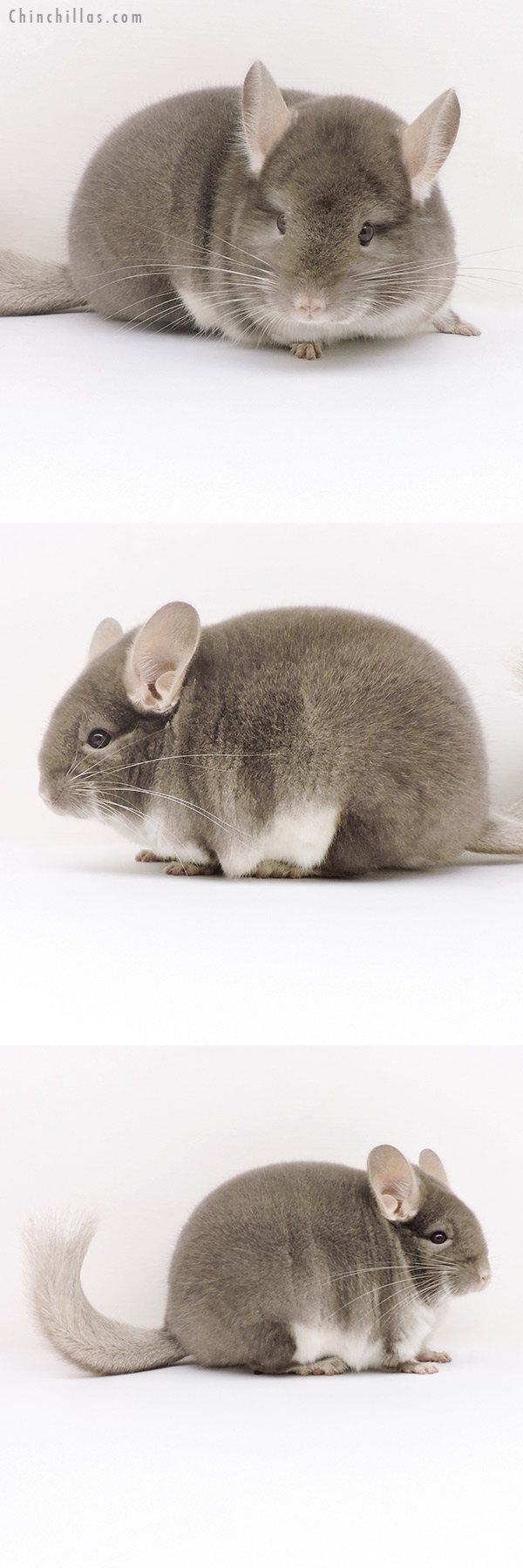 17130 Premium Production Quality TOV Beige / Brown Velvet Female Chinchilla