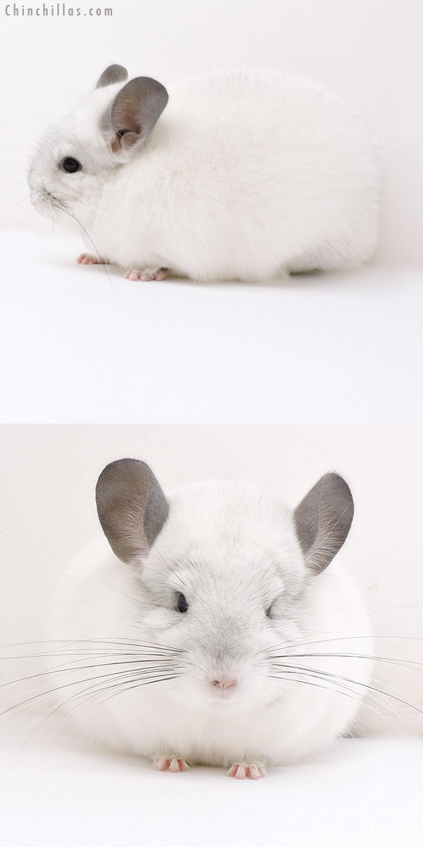 17122 Show Quality Predominantly White Female Chinchilla