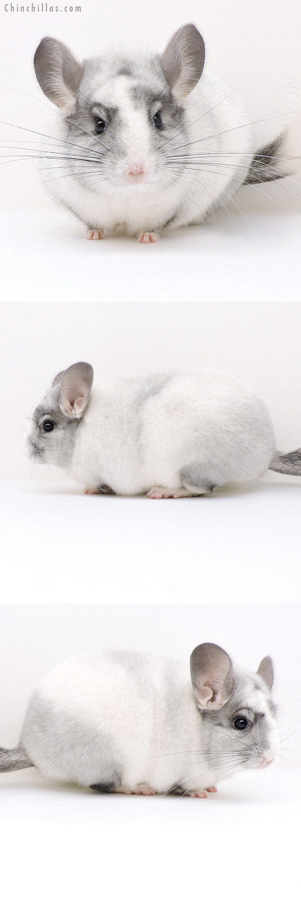 Chinchilla or related item offered for sale or export on Chinchillas.com - 17123 Show Quality Ebony & White Mosaic Female Chinchilla