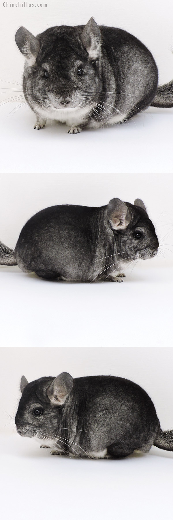 17131 Large Blocky Herd Improvement Quality Standard Male Chinchilla