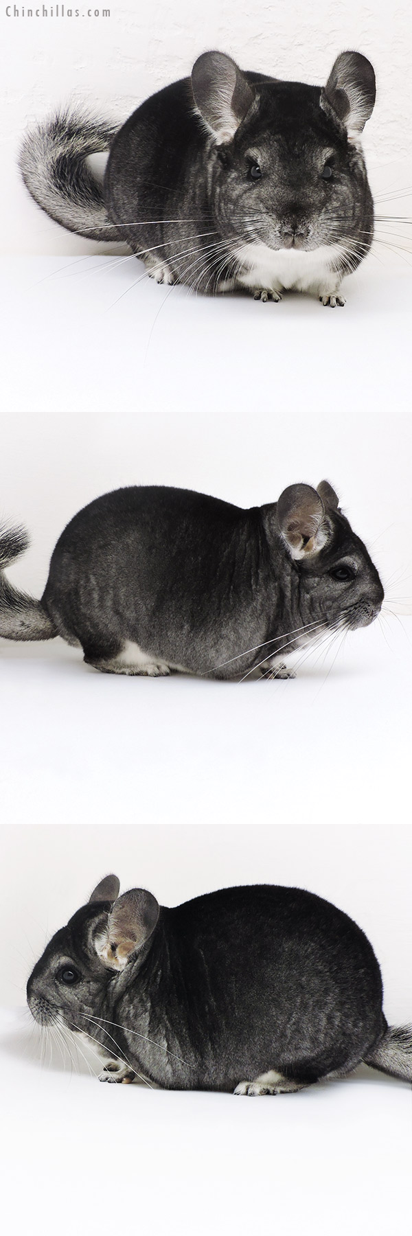 17132 Large Herd Improvement Quality Standard Male Chinchilla