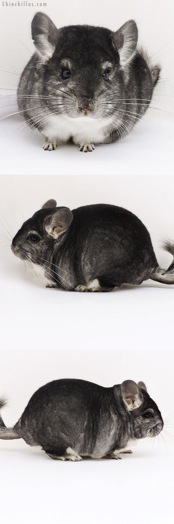 17133 Blocky Herd Improvement Quality Standard Male Chinchilla