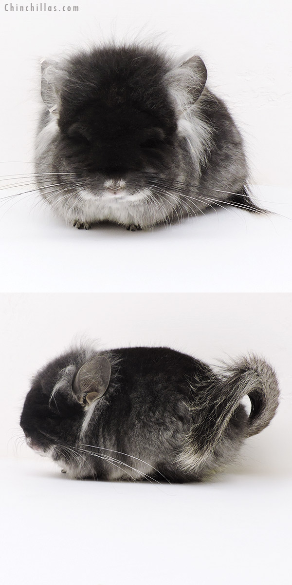 Chinchilla or related item offered for sale or export on Chinchillas.com - 17140 Exceptional Black Velvet G2  Royal Persian Angora Male Chinchilla with Lion Mane