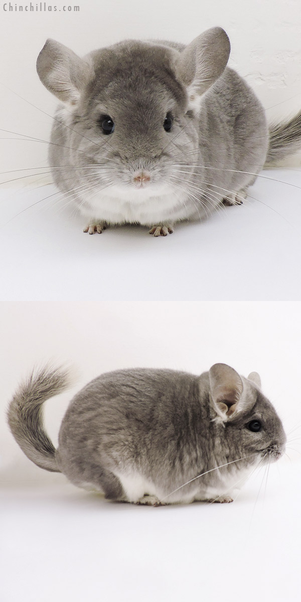 17137 Large Blocky Premium Production Quality Violet Fading White Female Chinchilla