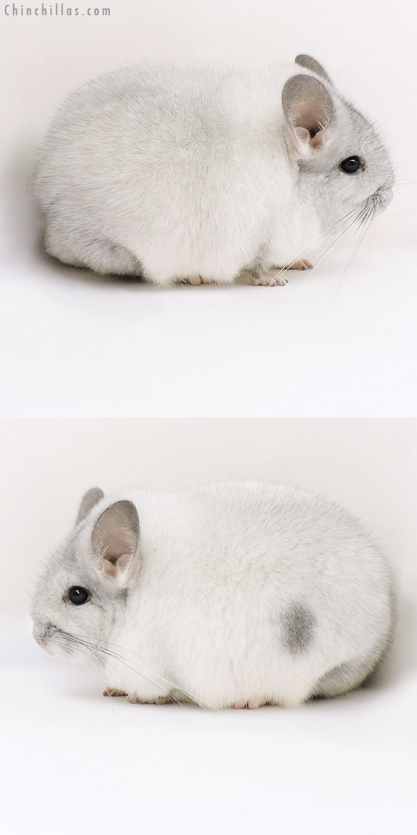 17138 Blocky Show Quality Silver Mosaic Female Chinchilla