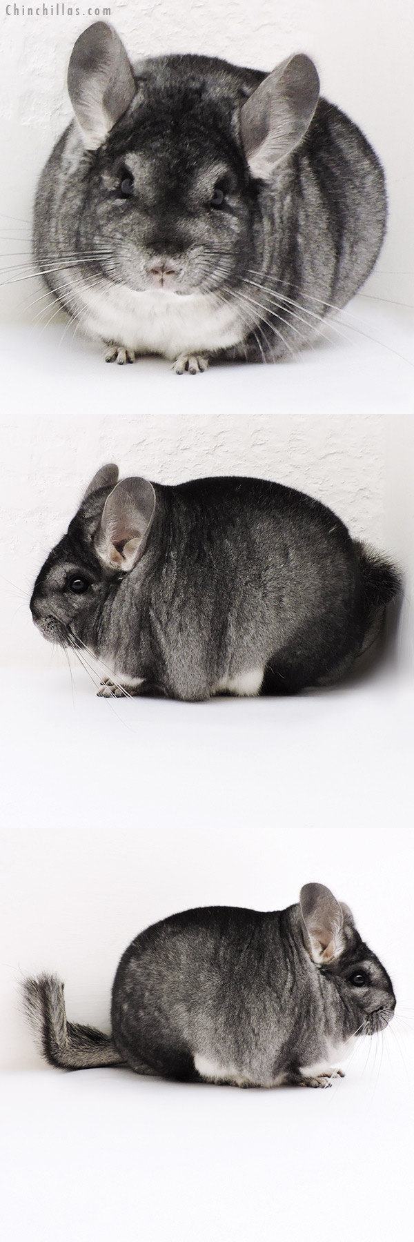 Chinchilla or related item offered for sale or export on Chinchillas.com - 17125 Blocky Premium Production Quality Standard Female Chinchilla