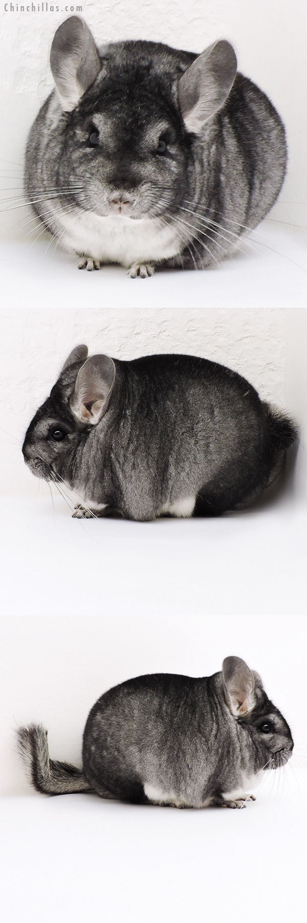 17125 Blocky Premium Production Quality Standard Female Chinchilla