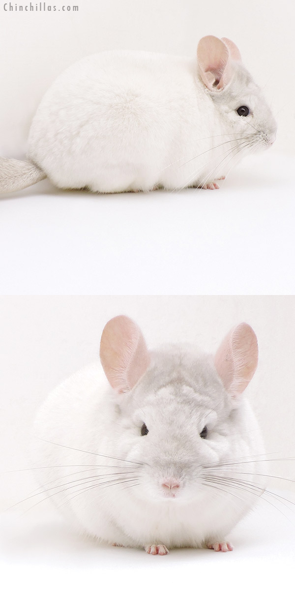 17124 Blocky Premium Production Quality Pink White Female Chinchilla