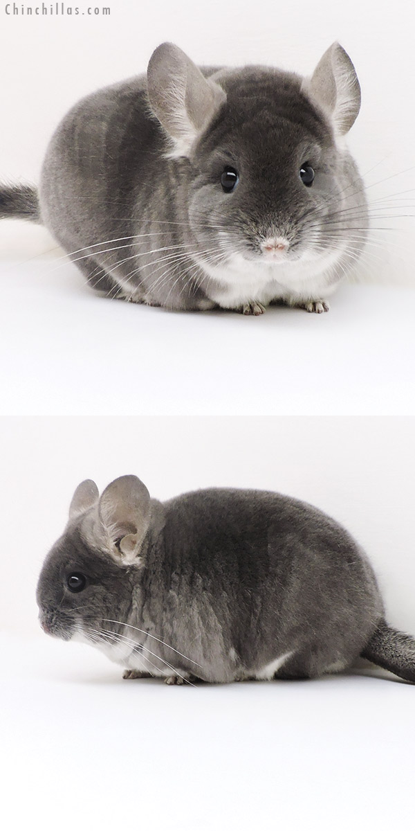 17129 Show Quality TOV Violet Female Chinchilla