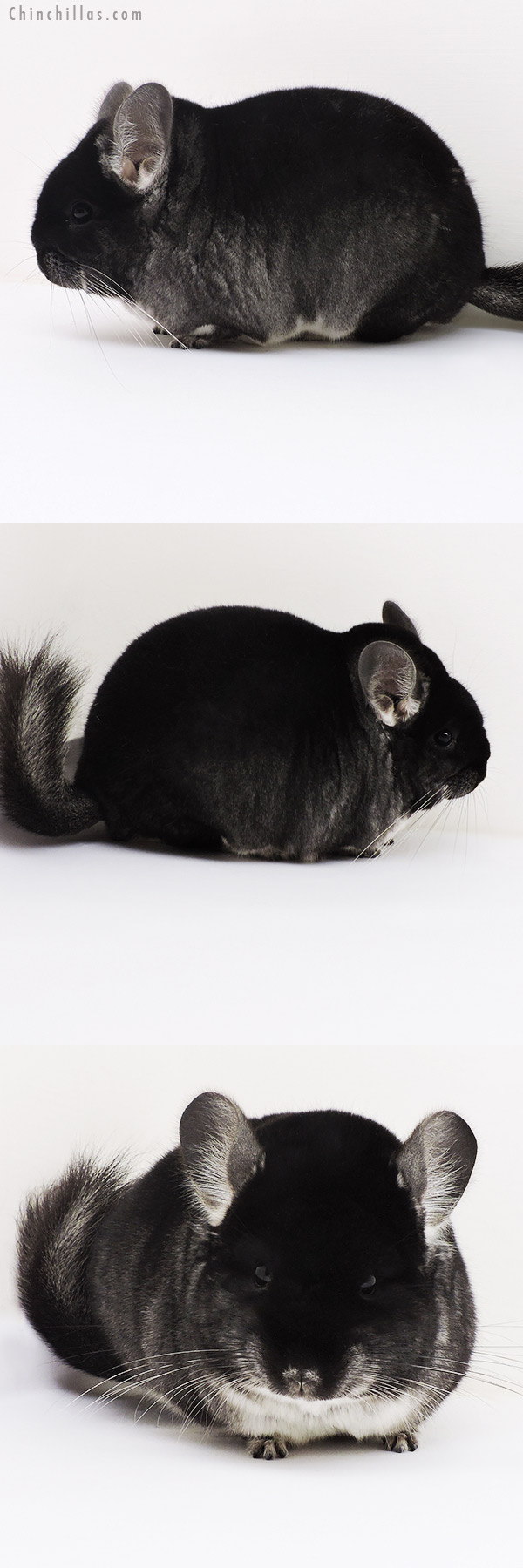 17144 Large Blocky Brevi Type Herd Improvement Quality Black Velvet Male Chinchilla