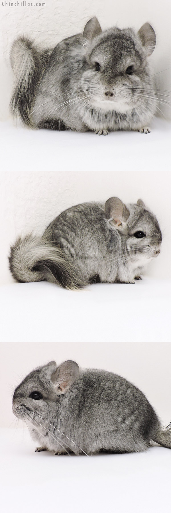 17141 Standard  Royal Persian Angora Male Chinchilla with Lion Mane