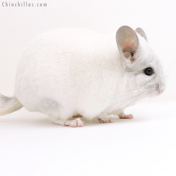 17142 Herd Improvement Quality Violet & White Mosaic Male Chinchilla