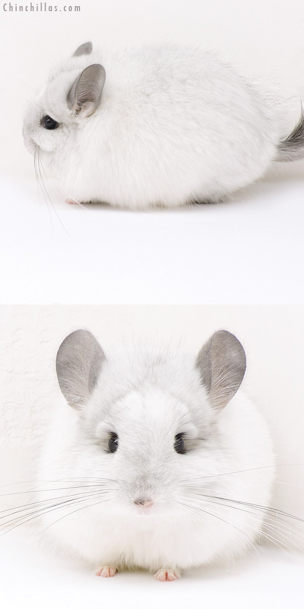 17135 Exceptional White Mosaic  Royal Persian Angora Female Chinchilla