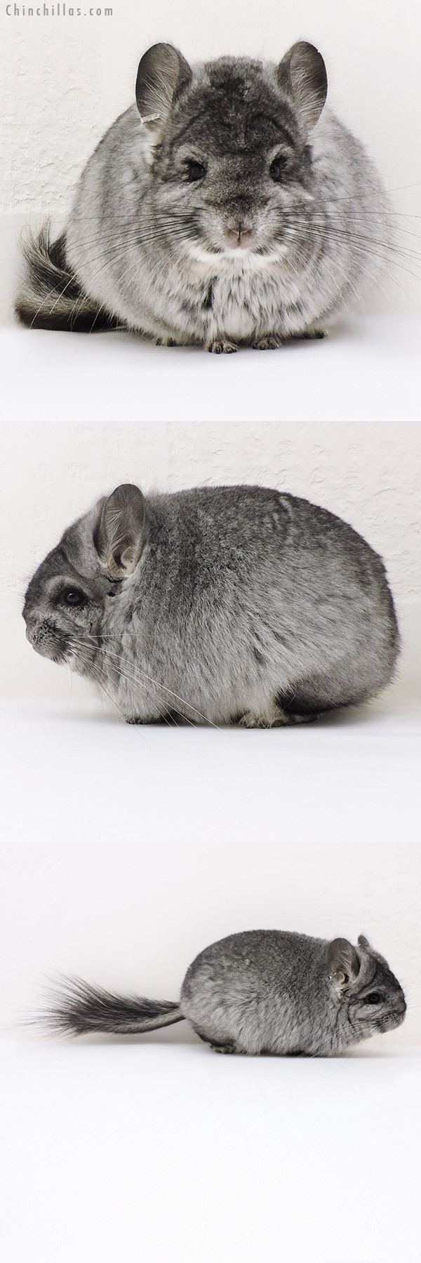 17152 Exceptional Standard  Royal Persian Angora Female Chinchilla