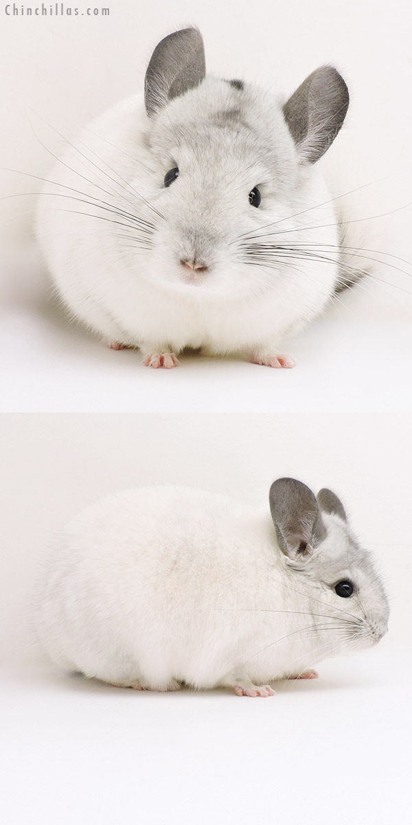 17127 Show Quality White Mosaic Male Chinchilla