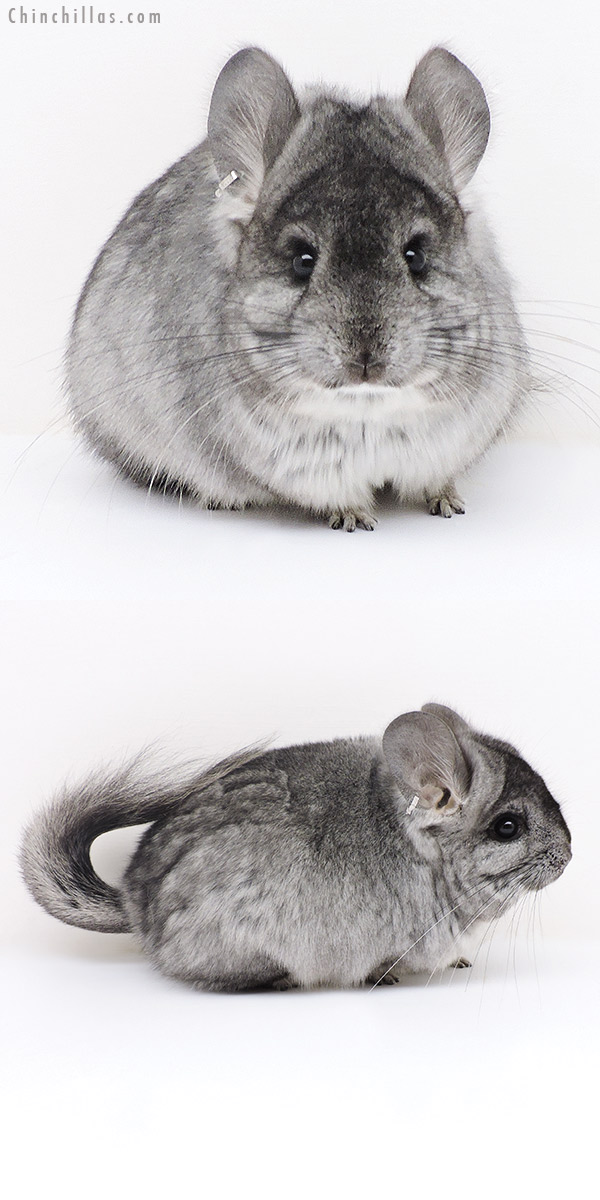 17134 Standard ( Ebony Carrier )  Royal Persian Angora Female Chinchilla