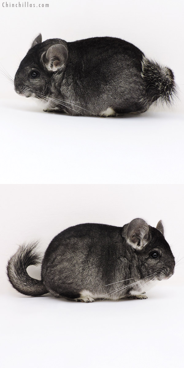 Chinchilla or related item offered for sale or export on Chinchillas.com - 17139 Premium Production Quality Standard Female Chinchilla
