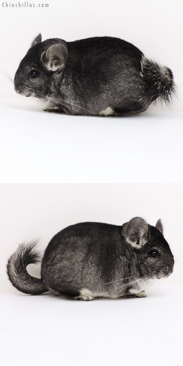 17139 Premium Production Quality Standard Female Chinchilla