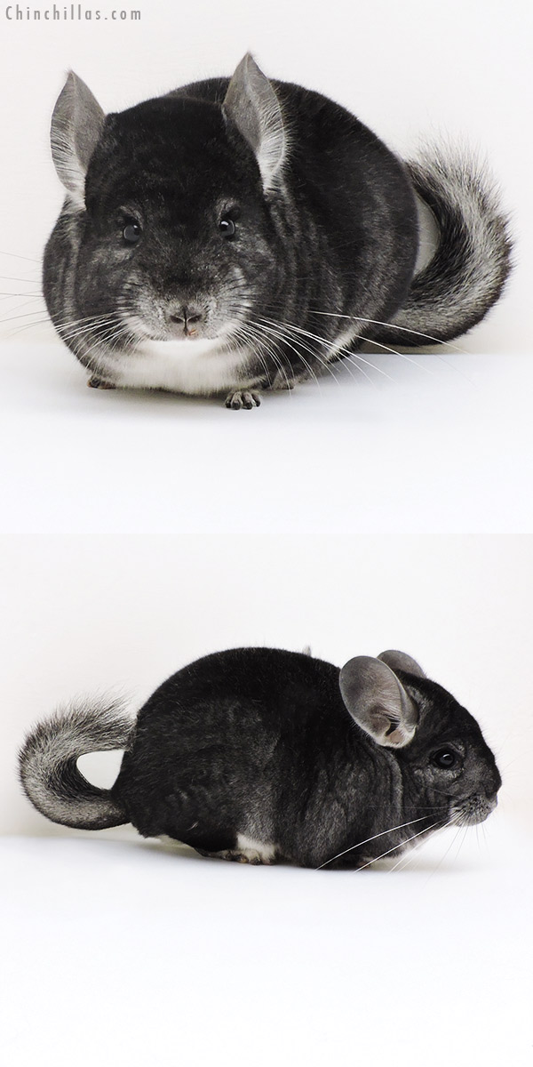 Chinchilla or related item offered for sale or export on Chinchillas.com - 17159 Premium Production Quality Dark Standard Female Chinchilla
