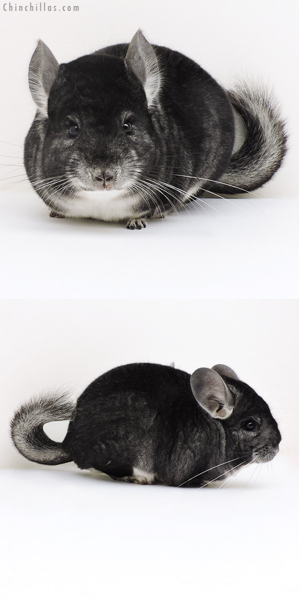 17159 Premium Production Quality Dark Standard Female Chinchilla