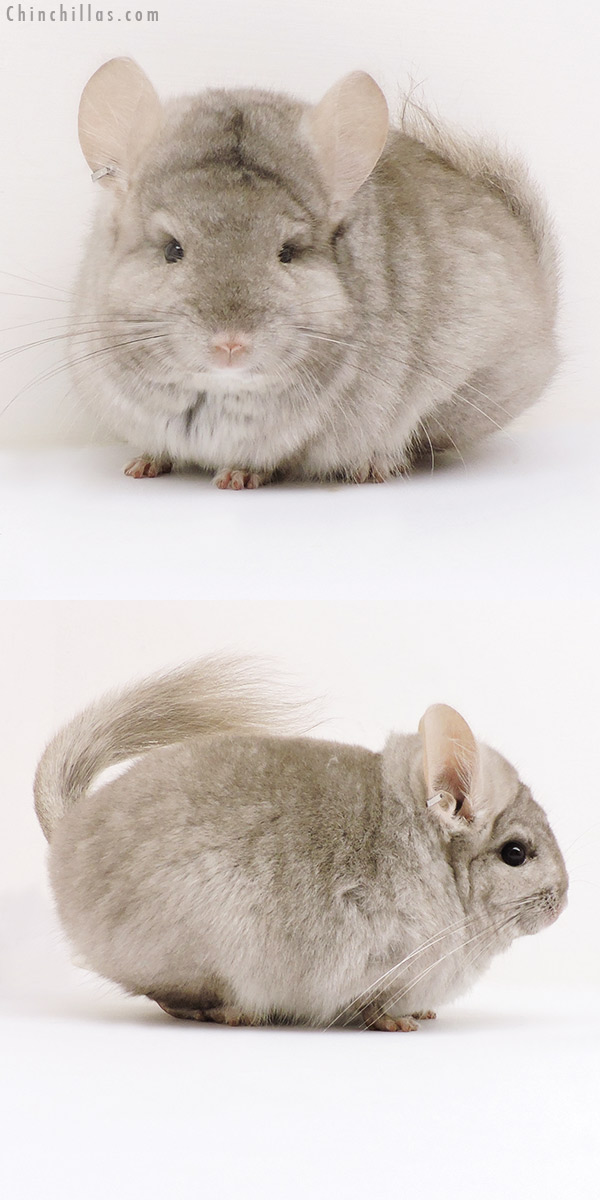 17153 Exceptional Beige ( Ebony Carrier )  Royal Persian Angora Female Chinchilla