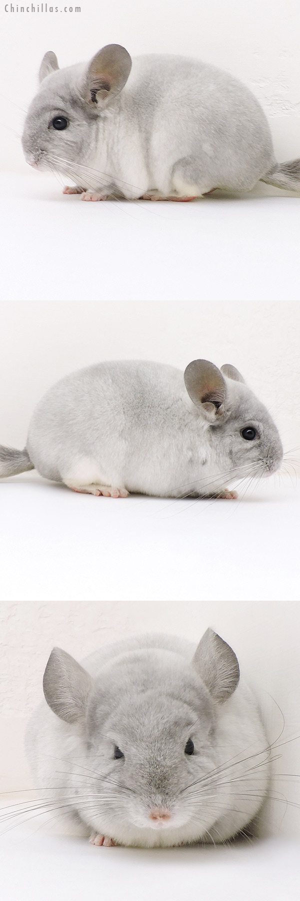 17156 Show Quality TOV Violet & White Mosaic Female Chinchilla