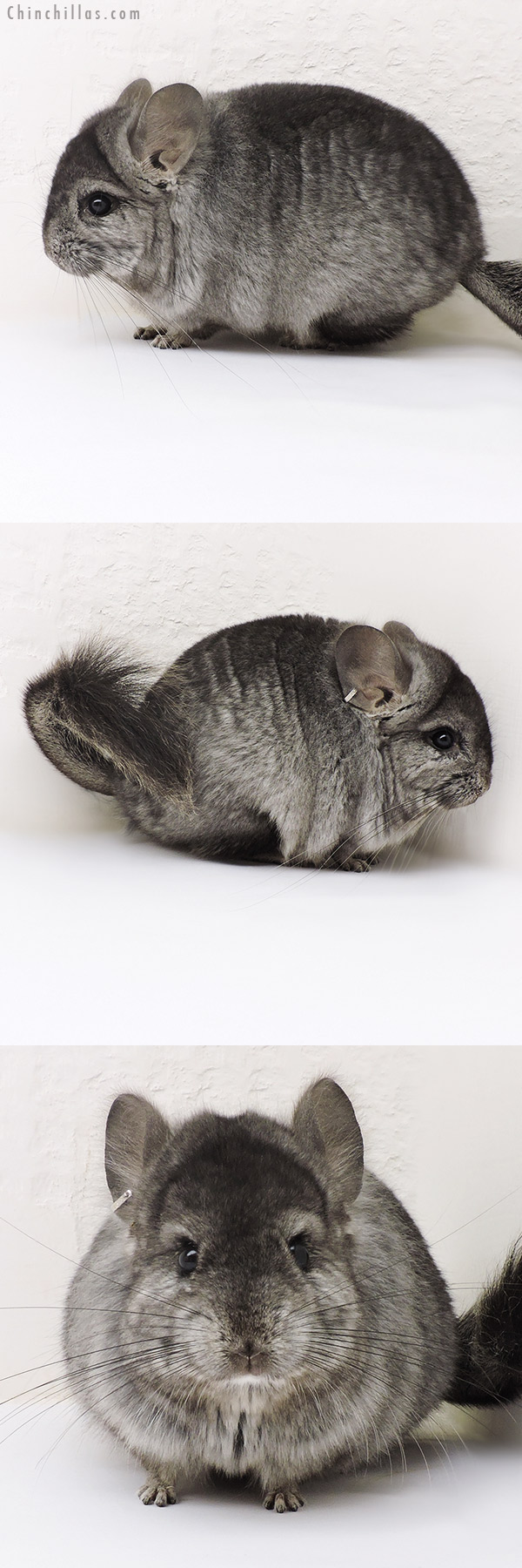 17149 Ebony  Royal Persian Angora Male Chinchilla