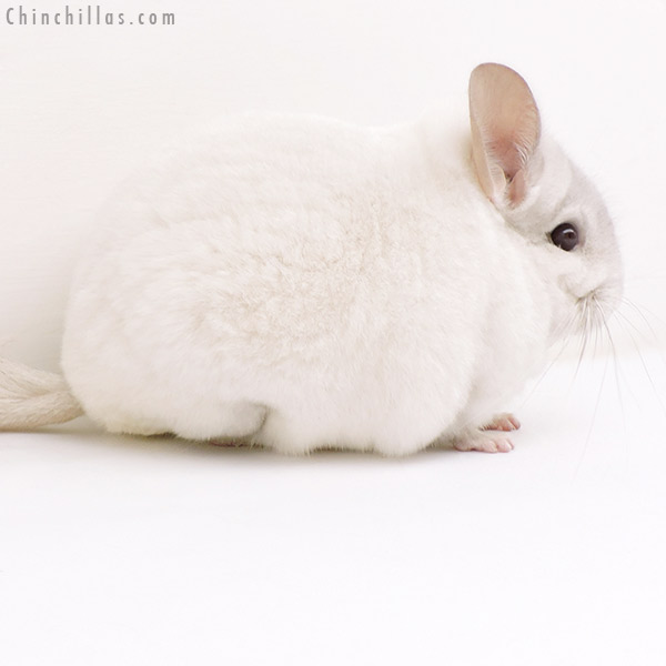 Chinchilla or related item offered for sale or export on Chinchillas.com - 17145 Herd Improvement Quality Pink White Male Chinchilla