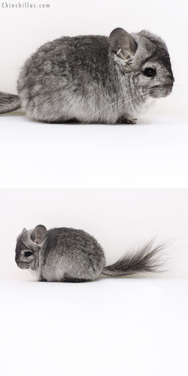 17154 Standard  Royal Persian Angora Female Chinchilla