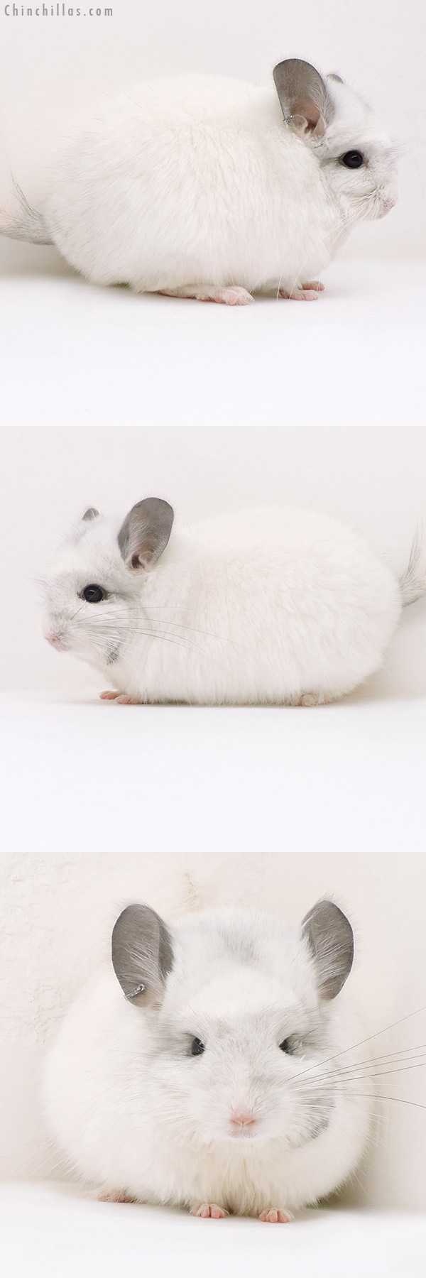 17151 Exceptional White Mosaic  Royal Persian Angora Female Chinchilla