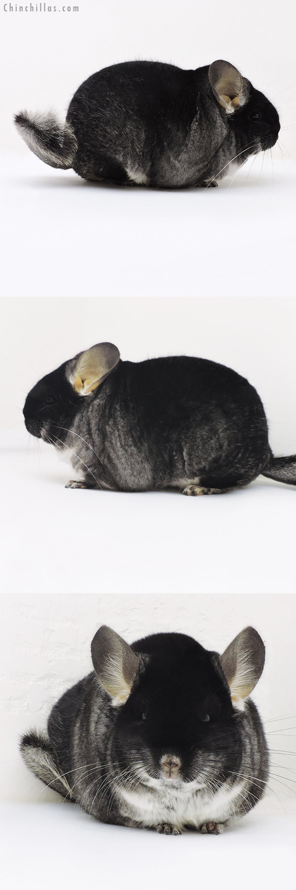 Chinchilla or related item offered for sale or export on Chinchillas.com - 17160 Extra Extra Large Blocky Brevi Type Premium Production Quality Black Velvet Female Chinchilla